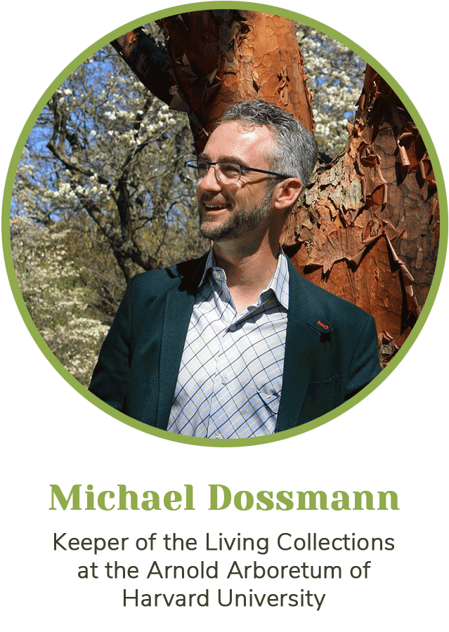 Michael S Dossmann: Keeper of the Living Collections at the Arnold Arboretum of Harvard University